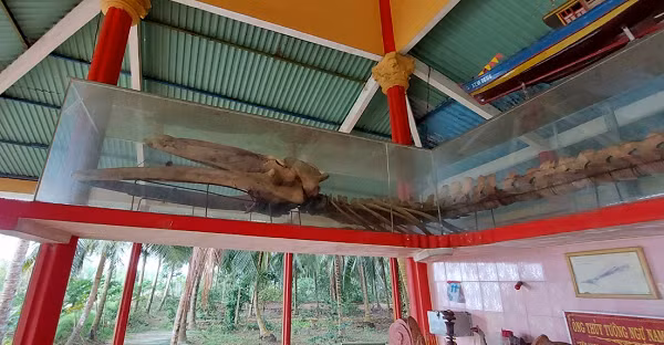 Theo thông tin tại Lăng Ông Thủy tướng Ngự Nam Hải, “Ông” có tên khoa học là Balaenoptera musculus, thân dài 6,9m, vòng tròn 2,6m, đuôi 1,9m, miệng 1,5m, nặng tới 2.230kg. Ông chết khoảng 11h ngày 18/6/2006, tức ngày 23/5 năm Bính Tuất.