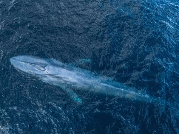 Cá voi xanh có đầu rộng, phẳng và thân dài, thon, kết thúc bằng cái đuôi hình tam giác, rộng. Cá voi xanh đạt được những kích thước đáng kinh ngạc này bằng một chế độ ăn gần như chỉ gồm động vật giống tôm nhỏ gọi là krill.