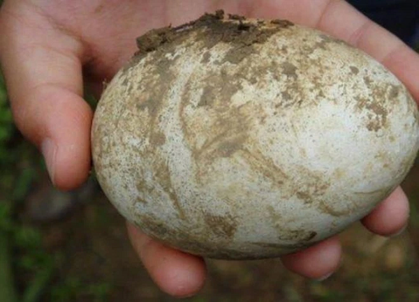 Khi vào rừng để dã ngoại, chàng thanh niên vô tình tìm được một quả trứng lạ nhìn rất giống trứng gà rừng và có màu sắc vô cùng lạ mắt dính đầy bùn đất.