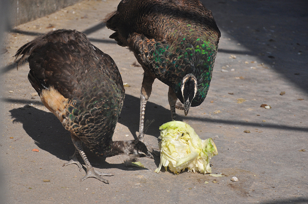 Điều này khiến chàng trai vô cùng vui sướng vì mình đã có vận may nuôi được một sinh vật vô cùng xinh đẹp. Chim công có nguồn gốc từ hai đất nước là Trung Quốc và Ấn Độ.