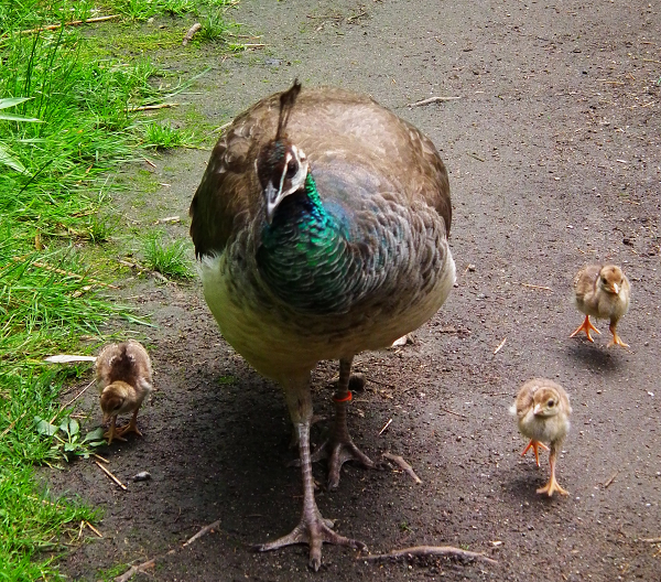 Quá nghi ngờ, chàng trai đã lên mạng để tra cứu thông tin thì bất ngờ phát hiện, hóa ra quả trứng mà trước kia anh nhặt được lại chính là trứng chim công.