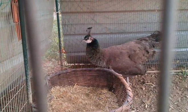 Sau một thời gian, quả trứng cũng nở ra một "chú gà con" nhưng càng lớn nó lại càng khác lạ. Bộ lông của nó bắt đầu mọc thêm những chiếc lông tơ màu xám. Không chỉ vậy, trên đầu con vật còn có thêm một nhúm lông vô cùng kỳ lạ.