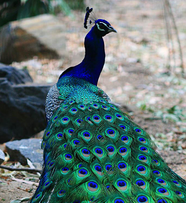 Một con chim công có thể sống trên 20 năm. Bộ lông đuôi của chim công trống rực rỡ nhất khi nó được 5-6 tuổi. Bộ lông chiếm tới 60% tổng trọng lượng cơ thể của chim công đực.