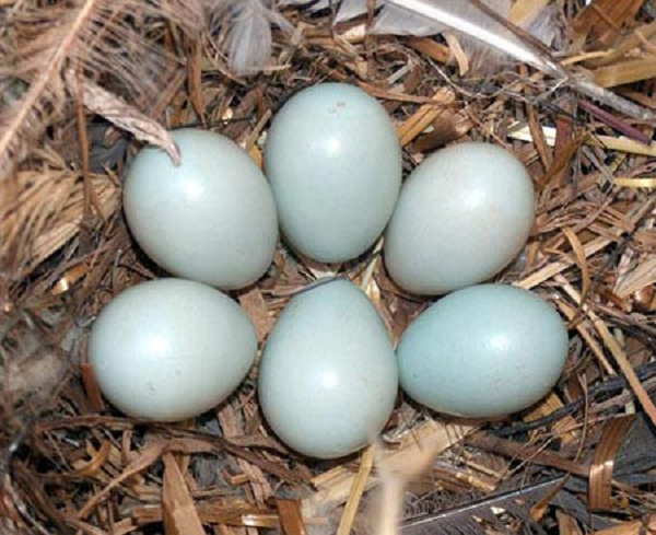 Bên cạnh đó, kích thước của quả trứng này cũng to hơn so với những quả trứng gà thông thường. Vì tò mò, chàng trai quyết định đem nó về và để cho con gà mái nhà mình ấp.