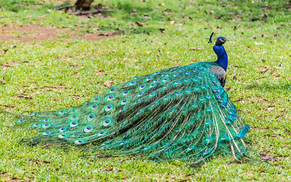 Theo tập tính của chúng thì chim công thường xòe đuôi vào khoảng tháng 4 và 5, đây cũng chính là mùa sinh sản chính của chúng. Mỗi muốn tìm bạn đời, lông của chim công đực lại đổi mới, chúng thường xòe rộng bộ lông đuôi lộng lẫy và đi theo sau chim công cái.