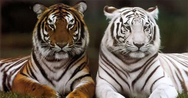  Răng nanh của hổ có thể dài tới 7,5 cm. Nhờ đó chúng có thể gặm tới xương mọi động vật trên trái đất.