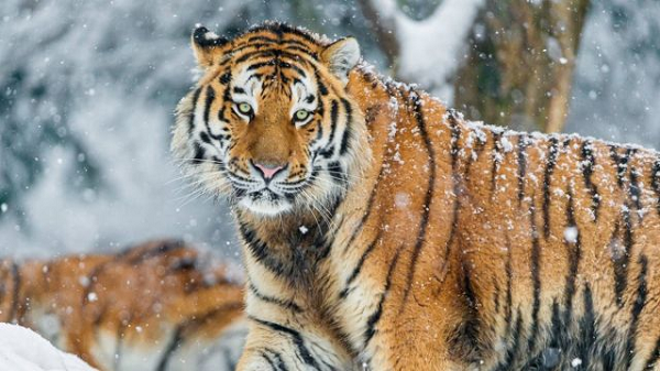 Số hổ thuộc quyền sở hữu cá nhân của công dân Mỹ nhiều hơn số hổ hoang dã trên toàn thế giới.