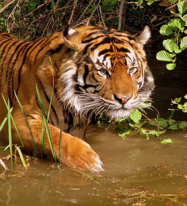 Ngày nay trên thế giới chỉ còn khoảng 5.000 - 7.000 cá thể hổ hoang dã, trong đó có khoảng 200 ở Việt Nam và 1.500 ở Ấn Độ. Loài hổ đã được đưa vào danh sách các loài đang gặp nguy hiểm.