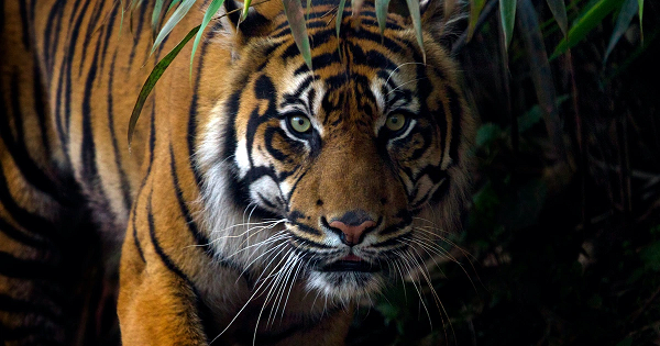 Mỗi con hổ có một kiểu sọc vằn riêng, giống như dấu vân tay ở người. Những vết sọc giúp chúng ngụy trang tốt trong các đám cỏ và cây bụi thấp.