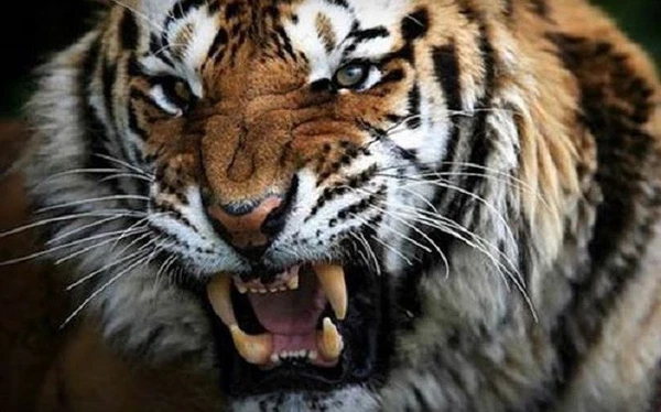 Trong số các loại mèo khổng lồ, chỉ có hổ và báo đốm Mỹ (jaguar) là bơi tốt, và thông thường người ta hay thấy hổ tắm trong ao, hồ và sông. Hổ thường làm mát cơ thể bằng cách ngâm mình dưới nước.