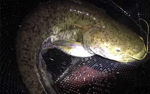 Người dân địa phương nghe tin thì không còn sợ hãi mà rủ nhau kéo lưới đến để đánh bắt mà không nghĩ đến hậu quả. Vì vậy cá trong hồ đã cạn kiệt và gần như đã tuyệt chủng.