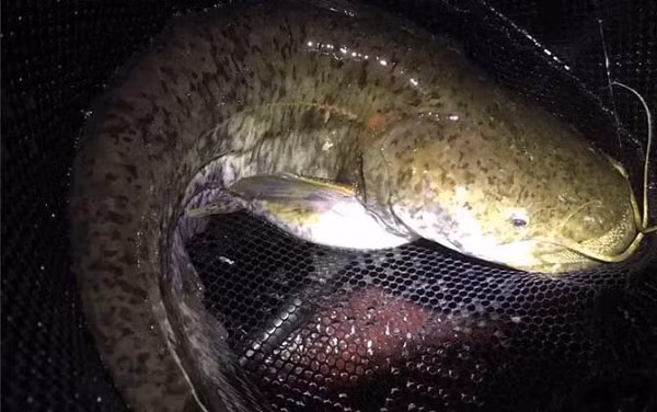 Người dân địa phương nghe tin thì không còn sợ hãi mà rủ nhau kéo lưới đến để đánh bắt mà không nghĩ đến hậu quả. Vì vậy cá trong hồ đã cạn kiệt và gần như đã tuyệt chủng.