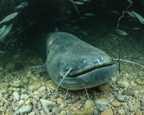 Chính vì vậy, có nhiều giống cá trê có khả năng nhảy ra khỏi mặt nước để lấy oxy từ không khí. Chúng thường thích hoạt động vào chiều tối và ban đêm. Trong khoảng thời gian này, cá sẽ đi săn mồi và kiếm ăn.