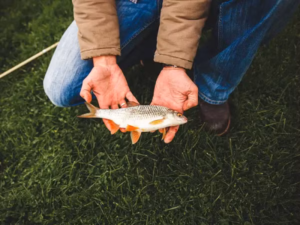 Một cơn lốc xoáy có thể lao xuống mặt nước và hút các vật thể, động vật nhỏ vào vùng xoáy của nó, sau đó thả chúng xuống cùng với mưa ở những nơi khác.