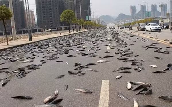 Tuy nhiên, những trận mưa cá với số lượng nhiều gây ra vấn đề về môi trường, khiến cho những công nhân vệ sinh phải vất vả làm sạch đường phố sau cơn mưa.