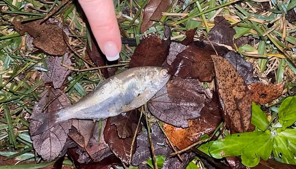 Những cơn mưa đem theo nguồn cá bất tận đột ngột rơi xuống đầy mặt đường, trên nóc nhà, ngoài sân,… là một hiện tượng hiếm gặp nhưng cũng đã được ghi nhận tại nhiều nơi trên thế giới như: Ấn Độ, Yoro – Honduras, Mexico,…