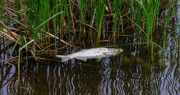 Theo các nhà khoa học, những rãnh nước hoặc dòng nước lốc xoáy là nguyên nhân gây ra các vụ mưa cá và động vật nhỏ từng xảy ra trên khắp hành tinh trong nhiều thế kỷ.