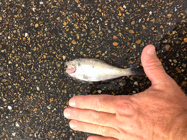 James Audirsch - một người dân ở thành phố Texarkana, cho biết, khi anh cùng đồng nghiệp là Brad Pratt mở cửa đại lý ô tô thì nghe thấy tiếng sét đánh. Khi ấy trời mưa rất to và có một con cá đã rơi xuống mặt đất.