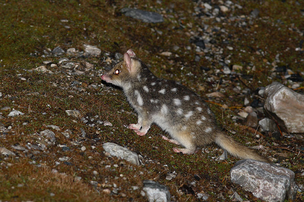 Động vật đực sản xuất nhiều tinh trùng hơn nhiều so với trứng của con cái. Hơn nữa, trong quá trình sinh sản, con đực chỉ có nhiệm vụ giao phối, không liên quan gì đến việc cho con của chúng ăn.