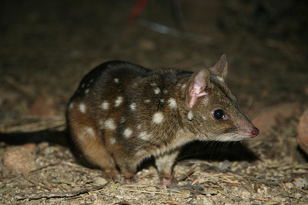 Mèo túi là một loài thú có túi ăn thịt. Vì vậy mà nó không dễ tiếp cận như nhiều loài thú nhỏ khác vì hàm răng rất sắc nhọn và sẵn sàng tấn công bất kỳ ai đến gần.