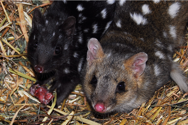 Sau khi chọn bạn tình, mèo túi sẽ giao phối với nhau khoảng năm lần. Nhưng nếu mèo túi đực không làm hài lòng con cái trong quá trình giao phối, con cái luôn sẵn sàng có thể tìm kiếm bạn tình khác tốt hơn.
