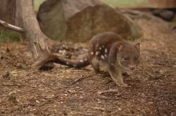 Tuy nhiên, mèo túi đực cũng thường cạn kiệt sức lực đến chết trong việc điên cuồng theo đuổi để được giao phối nhiều lần càng tốt.