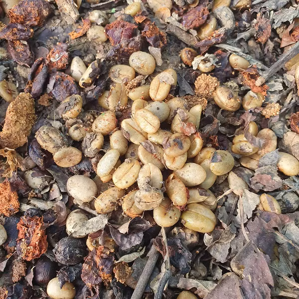 Vì chất lượng và sự khan hiếm nên cafe phân chim Jacu đến nay được đánh giá là một trong những loại đắt đỏ nhất, bán với giá khoảng 1.000 USD/kg (hơn 23 triệu đồng).