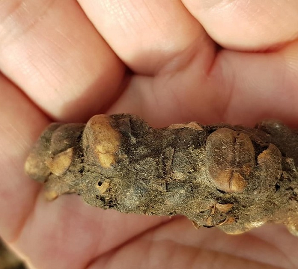 Khi được làm sạch, người ta sẽ sấy khô và lưu giữ trong giấy da dê 3 tháng. Điều này tạo ra ảnh hưởng đột phá với hương vị cafe, với mùi thơm được mô tả như "mùi hoa hồi".