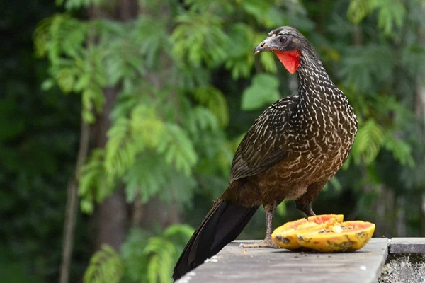 "Tôi nhận thấy mình đang có ý tưởng mới, nhưng thách thức ở chỗ làm sao thuyết phục được những công nhân hái cafe phải tìm cách săn lùng phân chim Jacu, thay vì hái quả như trước kia", Henrique Sloper de Araújo kể lại.