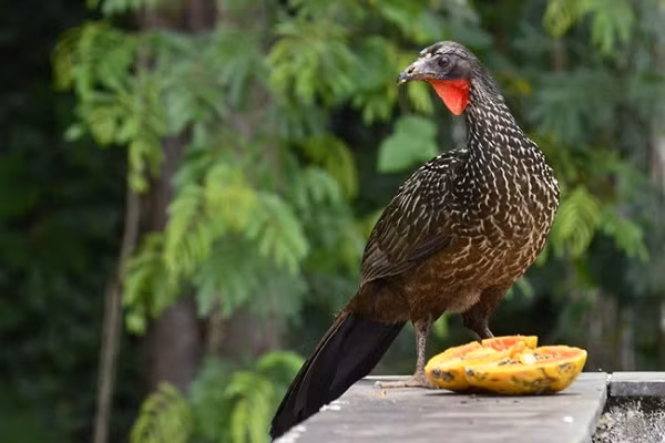 "Tôi nhận thấy mình đang có ý tưởng mới, nhưng thách thức ở chỗ làm sao thuyết phục được những công nhân hái cafe phải tìm cách săn lùng phân chim Jacu, thay vì hái quả như trước kia", Henrique Sloper de Araújo kể lại.