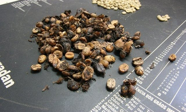 Quả cà phê sau đó phải được chiết xuất từ phân bằng tay, rửa sạch và tách vỏ khỏi màng bảo vệ của chúng. Chính công việc thủ công này khiến cà phê Jacu bird đắt hơn đáng kể so với các loại cà phê khác.