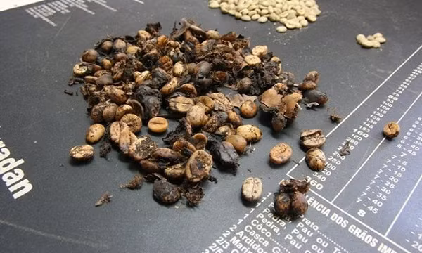 Quả cà phê sau đó phải được chiết xuất từ phân bằng tay, rửa sạch và tách vỏ khỏi màng bảo vệ của chúng. Chính công việc thủ công này khiến cà phê Jacu bird đắt hơn đáng kể so với các loại cà phê khác.