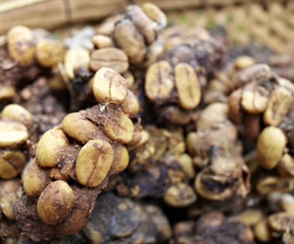 Nhưng rồi một ý tưởng sáng lên trong đầu anh, và sự tuyệt vọng chuyển thành phấn khích. Nếu người Indonesia có thể thu hoạch quả cà phê từ phân của cầy hương, thì anh ta cũng có thể làm điều tương tự với phân của chim Jacu.