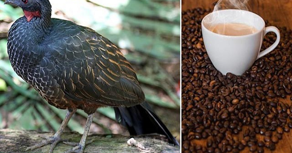 Lúc đầu, Henrique đã tuyệt vọng xua đuổi đàn chim khỏi đồn điền của mình, thậm chí còn gọi cảnh sát tới, nhưng không ai có thể làm gì để giúp đỡ. Những con chim này được pháp luật bảo vệ, vì vậy họ thực sự không thể làm tổn thương chúng theo bất kỳ cách nào.