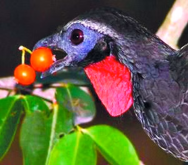 Vào đầu những năm 2000, khi Henrique Sloper de Araújo tỉnh dậy và thấy rằng, đồn điền cà phê quý giá của mình đã bị tàn phá bởi những con chim Jacu.