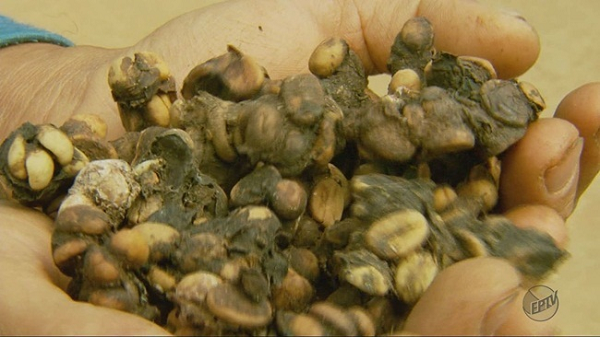 Henrique Sloper de Araújo cho rằng, những con chim Jacu chỉ ăn những quả cà phê ngon nhất, chín nhất mà chúng tìm thấy, điều mà ông đã quan sát tận mắt.