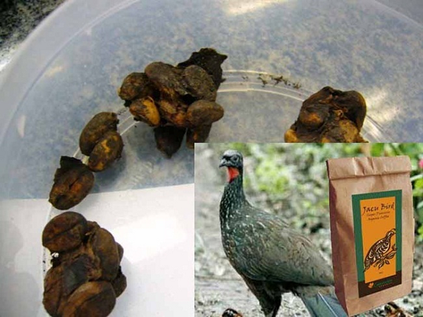 Chim Jacu vốn là giống gà lôi có nguồn gốc từ Brazil từng được coi là loài gây hại cho người trồng cà phê, vì chúng có thể ăn tới 10% sản lượng cà phê.