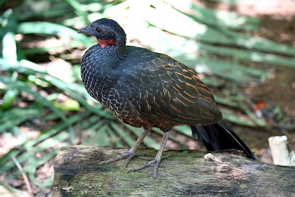 Ban đầu, việc nhặt phân chim là cả quá trình khó khăn. Những viên phân chim được nhặt bằng tay, rửa sạch, lấy hạt cafe ra ngoài. Chính những công đoạn thủ công này khiến cafe phân chim đắt đỏ hơn đáng kể so với những loại khác, nhưng đó không phải là điều duy nhất.