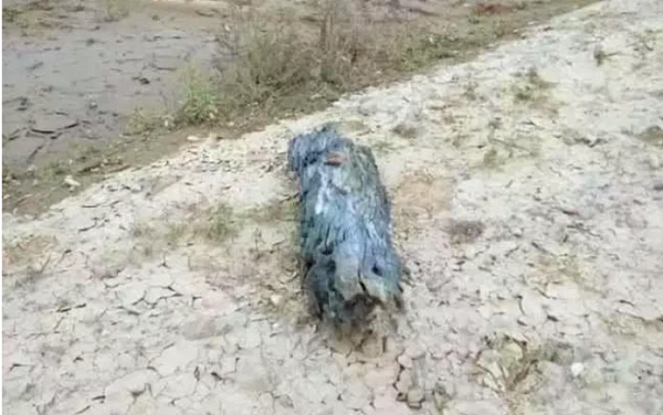 Ông lão vớt nó lên bờ và bắt đầu kiểm tra 1 lượt. Ông biết rằng gỗ có thể tỏa ra mùi thơm thường là trầm hương và đàn hương. Tuy trong lòng chưa xác định được đây là loại gỗ nào nhưng vẫn đem khúc gỗ về nhà.