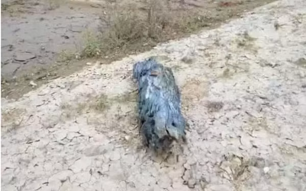 Ông lão vớt nó lên bờ và bắt đầu kiểm tra 1 lượt. Ông biết rằng gỗ có thể tỏa ra mùi thơm thường là trầm hương và đàn hương. Tuy trong lòng chưa xác định được đây là loại gỗ nào nhưng vẫn đem khúc gỗ về nhà.