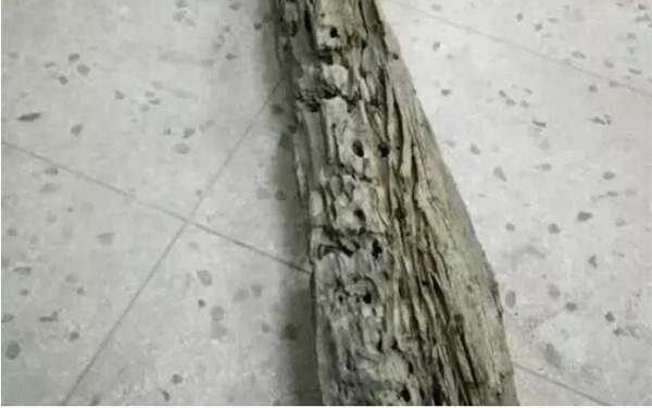 Khi cầm khúc gỗ lên, ông cảm thấy nó rất nặng nên càng khẳng định nó hẳn có chất lượng tốt. Sau khi trình bày sự việc với gia đình, ngày hôm sau, ông cùng vợ mang khúc gỗ đi giám định.