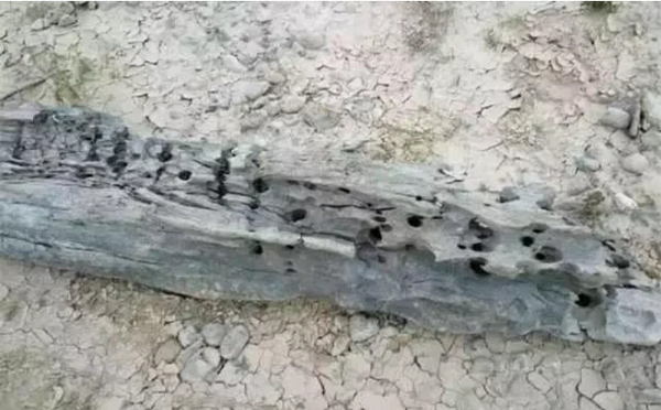 Khi đang câu cá ở ven sông, ông lão bỗng ngừi thấy một mùi thơm thoang thoảng nên tò mò thử tìm kiếm. Lần theo mùi, ông tìm thấy một khúc gỗ mục đang nổi lềnh phềnh trên mặt nước.