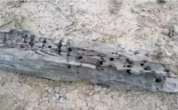 Khi đang câu cá ở ven sông, ông lão bỗng ngừi thấy một mùi thơm thoang thoảng nên tò mò thử tìm kiếm. Lần theo mùi, ông tìm thấy một khúc gỗ mục đang nổi lềnh phềnh trên mặt nước.