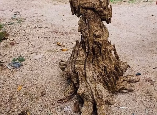 Trầm hương tự nhiên mất khá nhiều thời gian để hình thành và không phải cây dó bầu nào bị thương cũng có thể sinh ra trầm hương. Vì thế mà giá trầm tự nhiên có thể lên tới 100.000 USD cho 1 kg, giá tinh dầu trầm có thể lên đến 80,000 USD/lít.