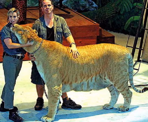 Theo thống kê thì trên thế giới chỉ có khoảng 10 con liger đang sống sót. Và liger có khả năng tăng trưởng nhanh hơn mức trung bình của sư tử vì thế nên liger có kích thước đồ sộ hơn nhiều.