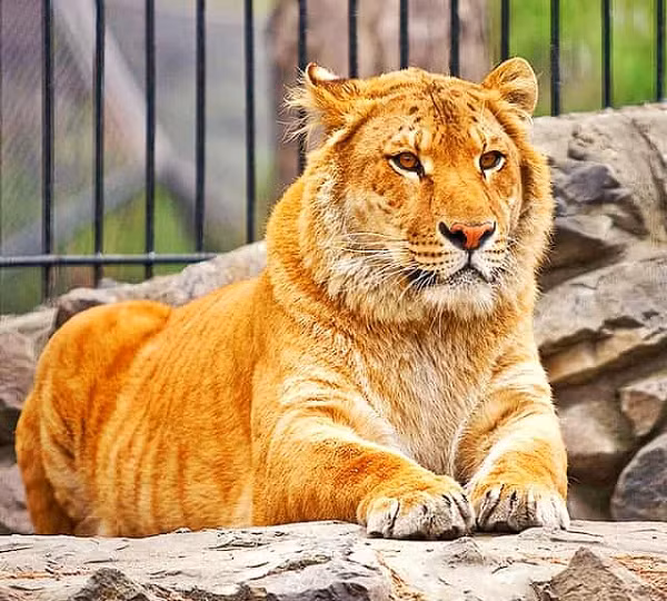 Hiện nay, hổ sinh sống và phân bố tại các nước châu Á như Nga, Trung Quốc, Ấn Độ, Việt Nam, Iran, Malaysia, Lào, Campuchia, Thái Lan…