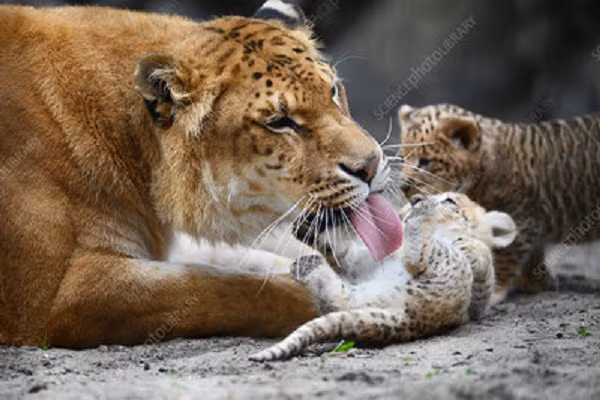 Trong vòng một thế kỉ trở lại đây, số lượng hổ trên thế giới giảm dần nhanh chóng, do tệ nạn săn bắn trái phép. Theo ước tính, số lượng hổ hoang dã ở Việt Nam chỉ còn khoảng 200 con.