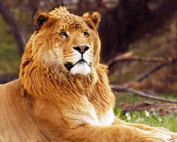 Ở Việt Nam, số lượng hổ đang có xu hướng giảm dần, chỉ còn sinh sống ở các vùng rừng hẻo lánh tại biên giới các nước Việt Nam-Lào, Nghệ An, Lâm Đồng.