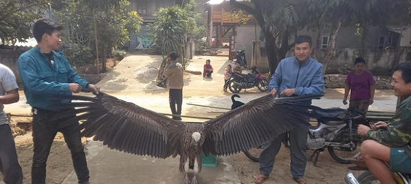 Tài khoản Facebook có tên "Pham Van Thong" đã chia sẻ hai bức ảnh về một loài chim khá to rơi xuống bản Na Mèo, huyện Quan Sơn, tỉnh Thanh Hóa thu hút sự chú ý của dư luận.