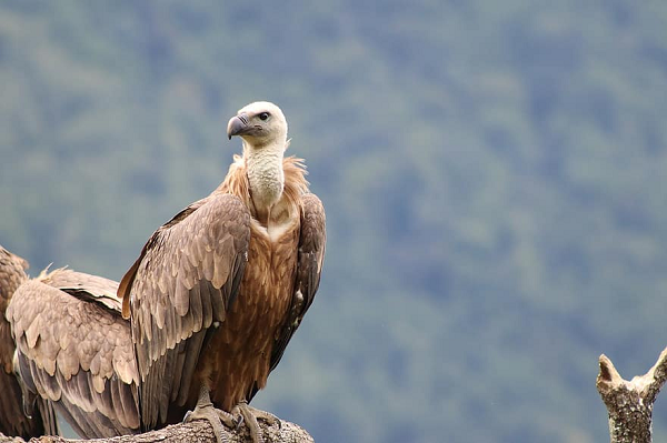 Kền kền Griffon có chiều dài có thể lên đến 93–122 cm với sải cánh dài 2,3–2,8 m với đặc điểm đặc trưng là đầu và khoang cổ màu trắng, cánh rất rộng và lông đuôi ngắn. Loài kền kền này phân bố rất rộng ở cả châu Á và châu Âu.